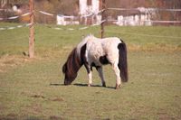 Hamkenshof - Pony Lena
